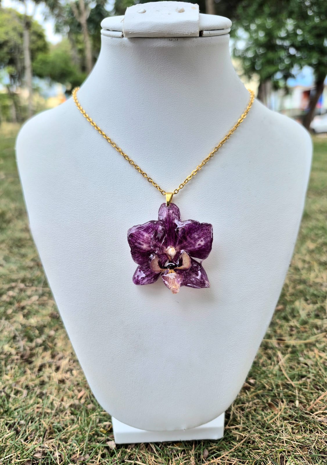 orquidea phalaenopsis mini 3 